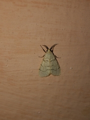 Spilosoma curvilinea