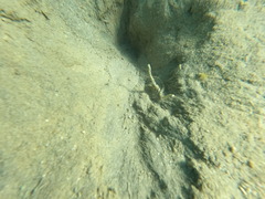 Corythoichthys flavofasciatus