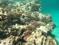 Pomacentrus sulfureus