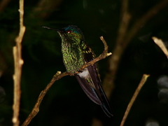 Thalurania glaucopis