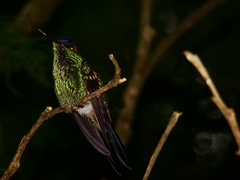 Thalurania glaucopis