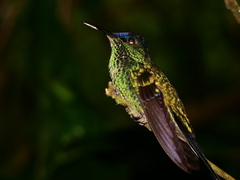 Thalurania glaucopis