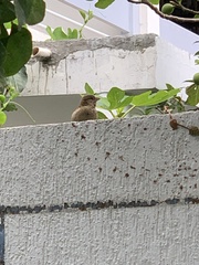 Passer domesticus