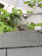 Passer domesticus