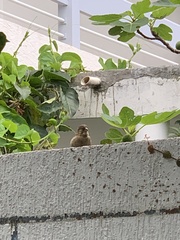 Passer domesticus