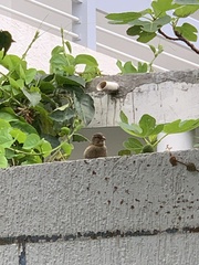 Passer domesticus