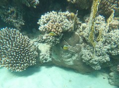 Chaetodon austriacus