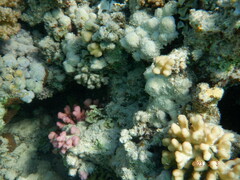 Corythoichthys intestinalis