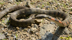 Rhabdophis tigrinus