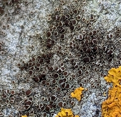 Lecanora campestris
