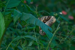 Caligo beltrao