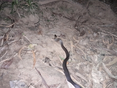 Cacophis squamulosus