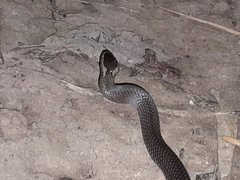 Cacophis squamulosus