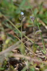 Myosotis ramosissima