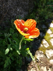 Papaver dubium