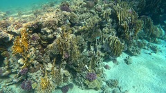 Acanthurus sohal