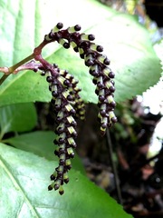 Chloranthus oldhamii