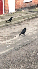 Corvus corone