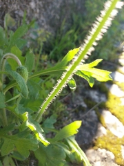 Papaver dubium