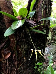 Bulbophyllum macraei