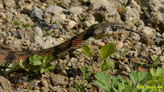 Rhabdophis tigrinus