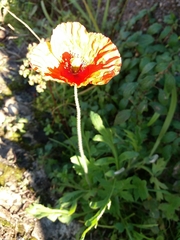 Papaver dubium