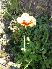 Papaver dubium