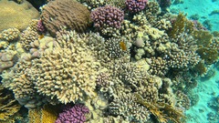 Pomacentrus sulfureus