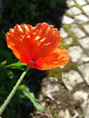 Papaver dubium