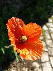 Papaver dubium