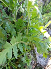 Papaver dubium