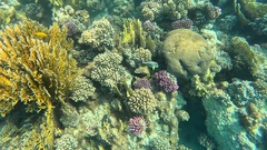 Millepora dichotoma