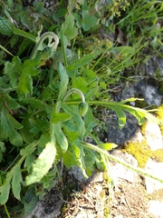 Papaver dubium