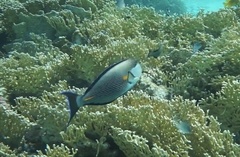Acanthurus sohal