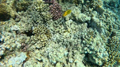 Pomacentrus sulfureus