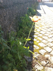 Papaver dubium
