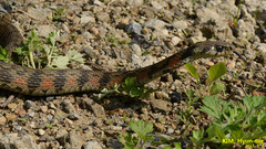 Rhabdophis tigrinus