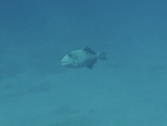 Pseudobalistes flavimarginatus