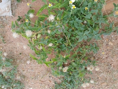 Tridax procumbens
