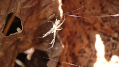 Cyrtophora cicatrosa