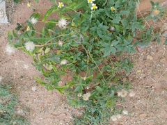 Tridax procumbens