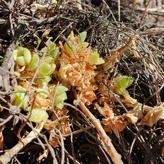 Sedum ebracteatum