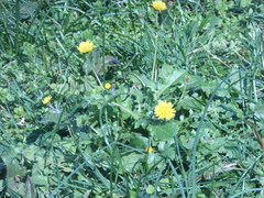 Crepis sancta