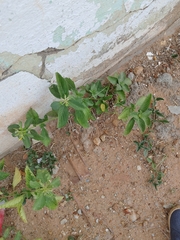 Turnera subulata