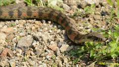 Rhabdophis tigrinus