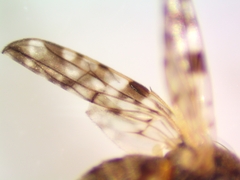 Dioxyna picciola