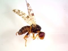 Dioxyna picciola