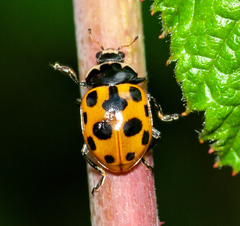 Ceratomegilla notata