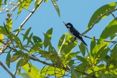 Sporophila lineola