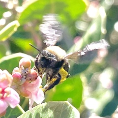 Melandrena